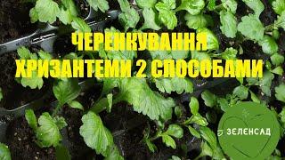 Розмноження хризантеми черенками 2 способами. Котрий ефективніший?