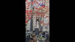 명자#꽃 #꽃나무묘목#식물