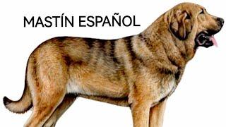 MASTÍN ESPAÑOL-Colaborador necesario en el monte: Respetarlo.