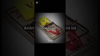 :Animals are so stupid...... #music #song #newmusic #bts #aestheic #kpop #sadcoversong #remix