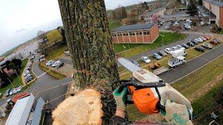 GROS DÉMONTAGE ET ABATTAGE D'ARBRES IMMENSES !! STIHL 261