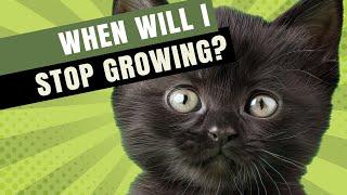 WHEN WILL MY CAT STOP GROWING?!?!  *The Answer Might Surprise You!*