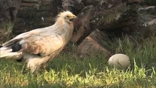 Egyptian Vultures