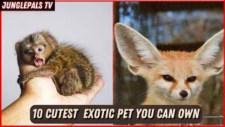 10 Adorable Exotic Pets Perfect for an Animal Enthusiast's Home