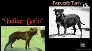 Big Scratch Talk " Bolio Yard Starters "#apbt #pitbull #gamedogs #realapbt