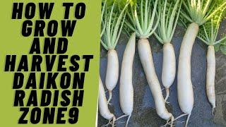 How To Grow and Harvest Daikon Radish | Zone 9