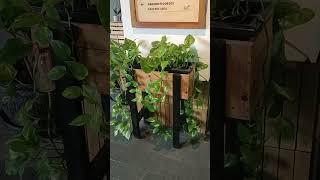 Beautiful golden pothos #goldenpothos #flowers