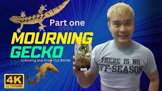 Mourning Gecko (Part 1 - Unboxing & Grow Out Bottle Set Up)