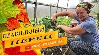 Болгарский перец. Сладкий перец. Перец в теплице.