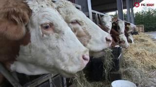 Beyond the Showring: Characteristics of a champion beef bull