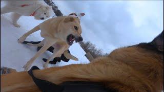 Belgian Malinois Protects Pit Bull At Dog Park