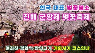 [진해벚꽃여행] 진해 군항제와 벚꽃축제는 해외에서도 인정받는 벚꽃명소(여좌천, 경화역, 안민고개 개화시기와 코스정보)