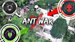 There's a Massive ANT WAR Happening in My Backyard | 'The Battle for Antopia'