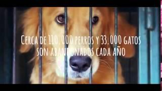 Anuncio sobre adoptar mascotas