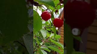 Поспели вишни в саду у дяди Вани The cherries are ripe in Uncle Vanya's garden