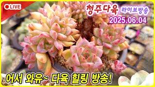 처음 라이브 방송 다육이 잘키우고 싶다면?  청다 라이브 방송 6월 04일