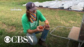 An urban farm's quest to survive and thrive