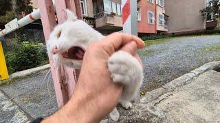 Angry White Cat is very Angry today She is biting me like crazy