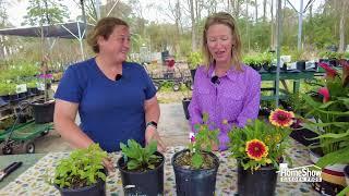 Texas Native Plants