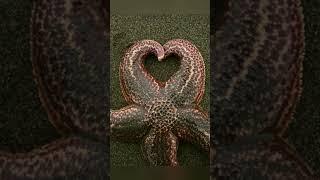 Интересные факты о морских звёздах! Часть 2