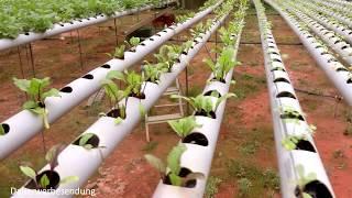 Hydrokultur mit EM in Brasilien