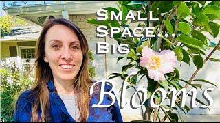 Bold Bloom Ideas for a Tiny Cottage Garden using Drought Tolerant Plants