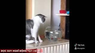 kênh nhị - Đọc suy nghĩ động vật kì 4 siêu hay