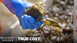 The True Cost Of The Green Crab Invasion, And How Whiskey Can Help | True Cost | Business Insider