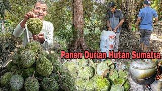 Penen durian hutan Sumatra,buah lokal rasa Internasional.!!