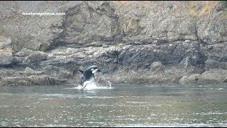 J Pod socializing in the San Juans! - May 31, 2017