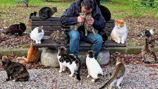 Every Christmas, the stray cats show their gratitude to this man through a display of love.