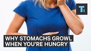 Why stomachs growl when you're hungry