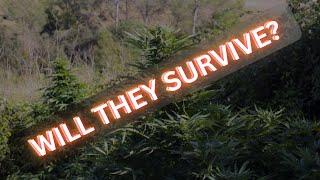 Hidden Cannabis Autoflower OUTDOOR GROW | SEED TO HARVEST Ep. 1