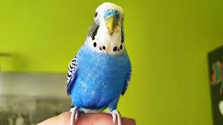 Singing Budgie - Happy Song | Most Beautiful Budgie Songs Ever | Parakeets Chirping Sounds HDR10 #2