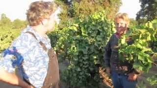 Lodi's 2015 Ancient Vine Harvest:  Royal Tee & Bechthold Vineyards