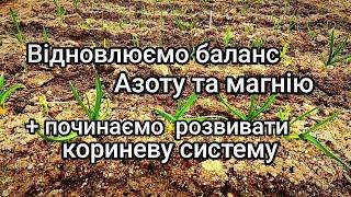 Не пропустіть важливі підживлення Озимого часнику