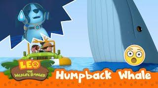 Humpback Whale | OMG! Where Did Hero Go?!? | Leo the Wildlife Ranger Season 2 | For Kids