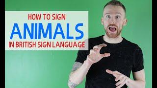 How to sign Animals in British Sign Language (BSL)