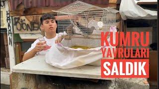 2 KARDEŞ YAVRU KUMRUYU YAĞMURDA YAKALADIK BU VİDEODA SALDIK UTKU KUŞLARINI UÇURDU KAÇAN OLDUMU??