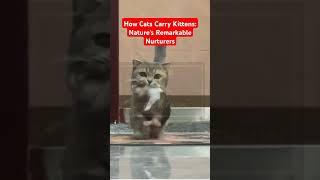 How Cats Carry Kittens: Nature's Remarkable Nurturers: The Remarkable Way Cats Carry Their Kittens