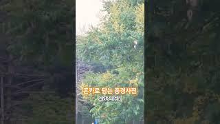 하늘을 향해 곧추선 꽃대에 노란 황금꽃 피엏네 - 모감주나무 꽃
