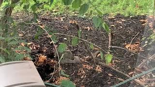 Squirrel takes dirt bath. Cat is unimpressed.