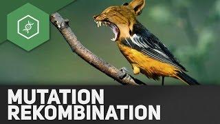 Mutation und Rekombination – Evolutionsfaktoren 1