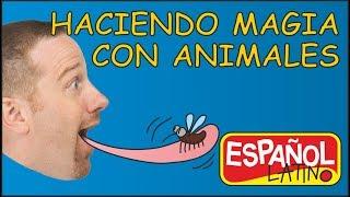 Haciendo Magia con Animales | Aprender con Steve and Maggie Español Latino | Cuentos para Niños
