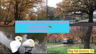 深秋落叶时节的英国花园late Autumn uk Queens garden(2)Virginia water