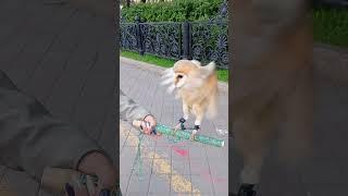18.05.2025 Совушка