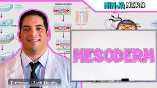 Embryology | Mesoderm