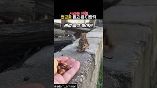 거래를 위해 현금을 들고 온 다람쥐 #동물 #다람쥐