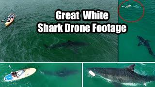 Best Great White Shark Footage of 2024