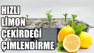 Evde Limon Çekirdeği Nasıl Çimlendirilir ? Çekirdekten Ağaca Tüm Aşamalar